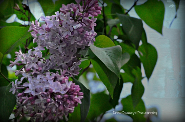 The Colourful Lilac